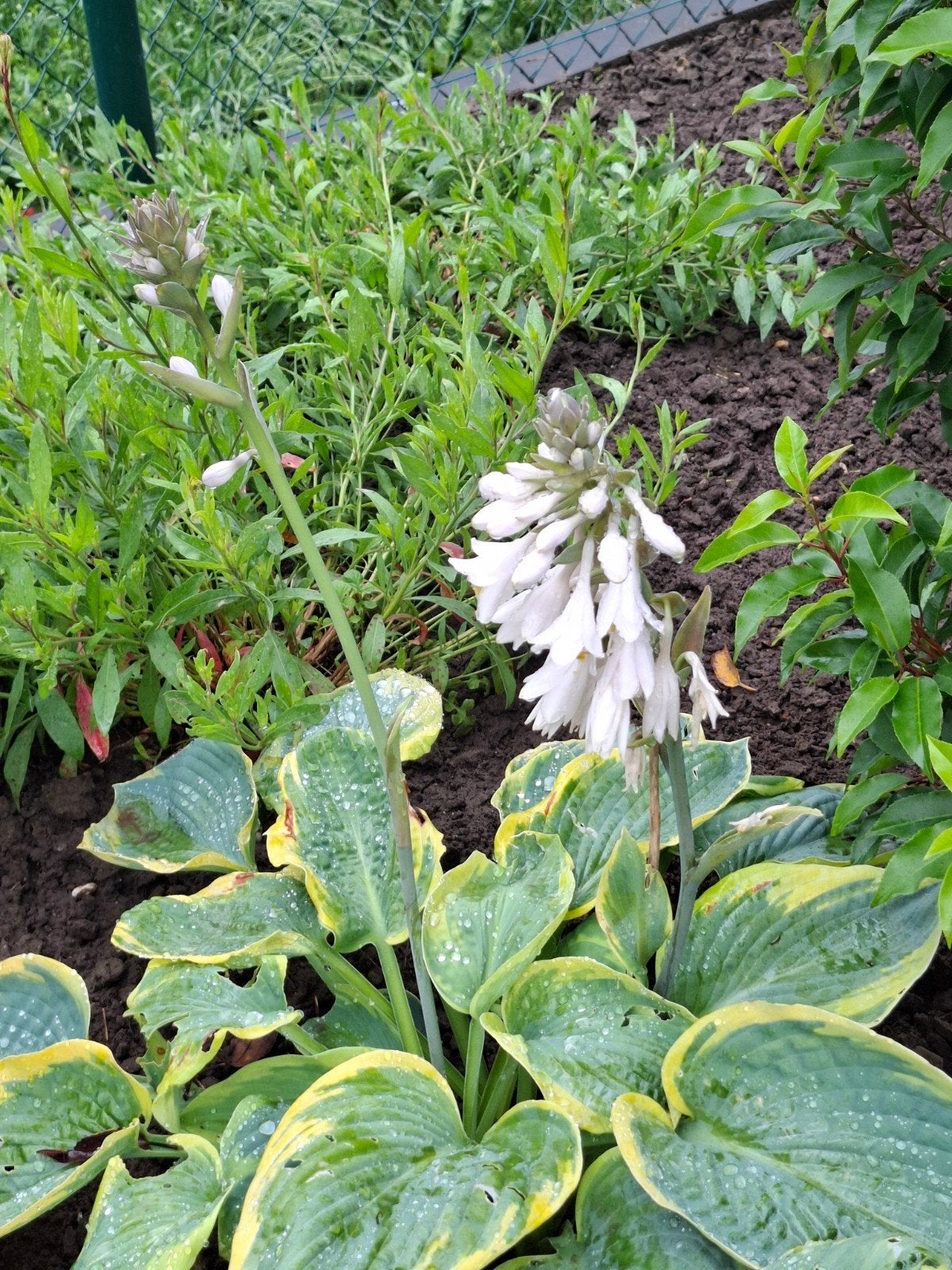 6 x hosta met witte bloem, Ophalen, Halfschaduw