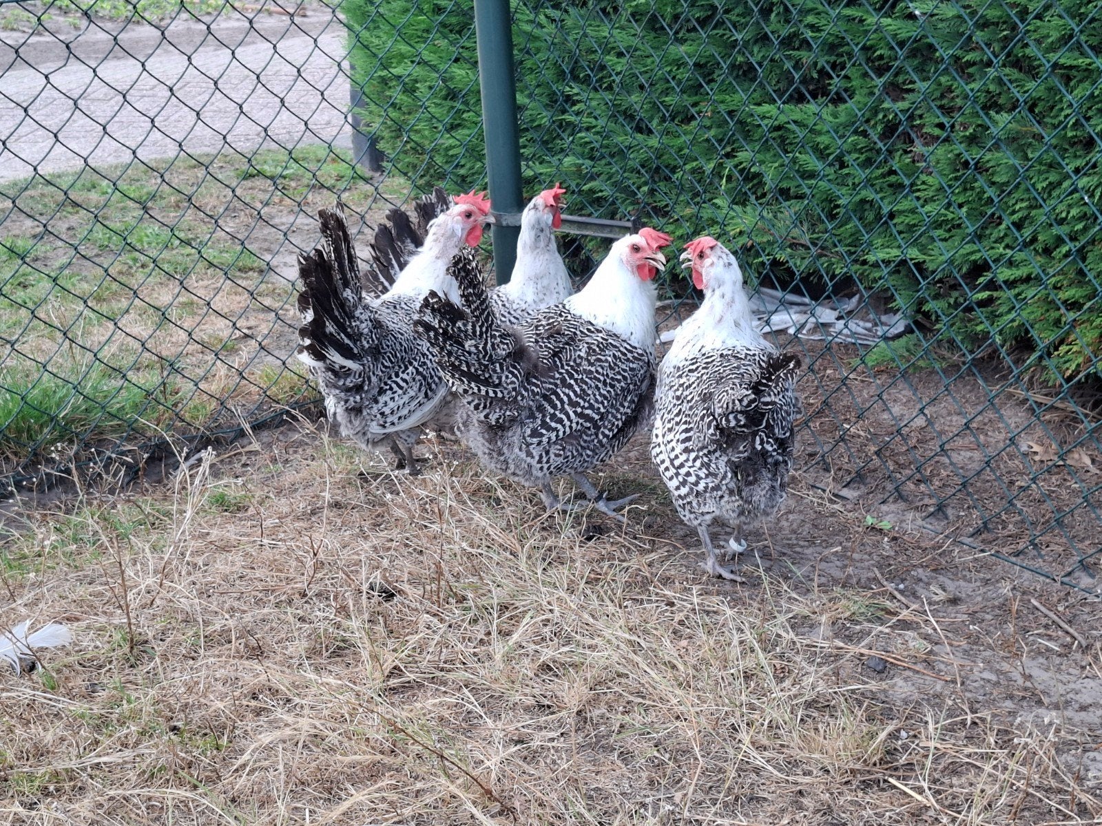 4 chaamse hoender hennen, Dieren en Toebehoren, Pluimvee, Vrouwelijk, Kip