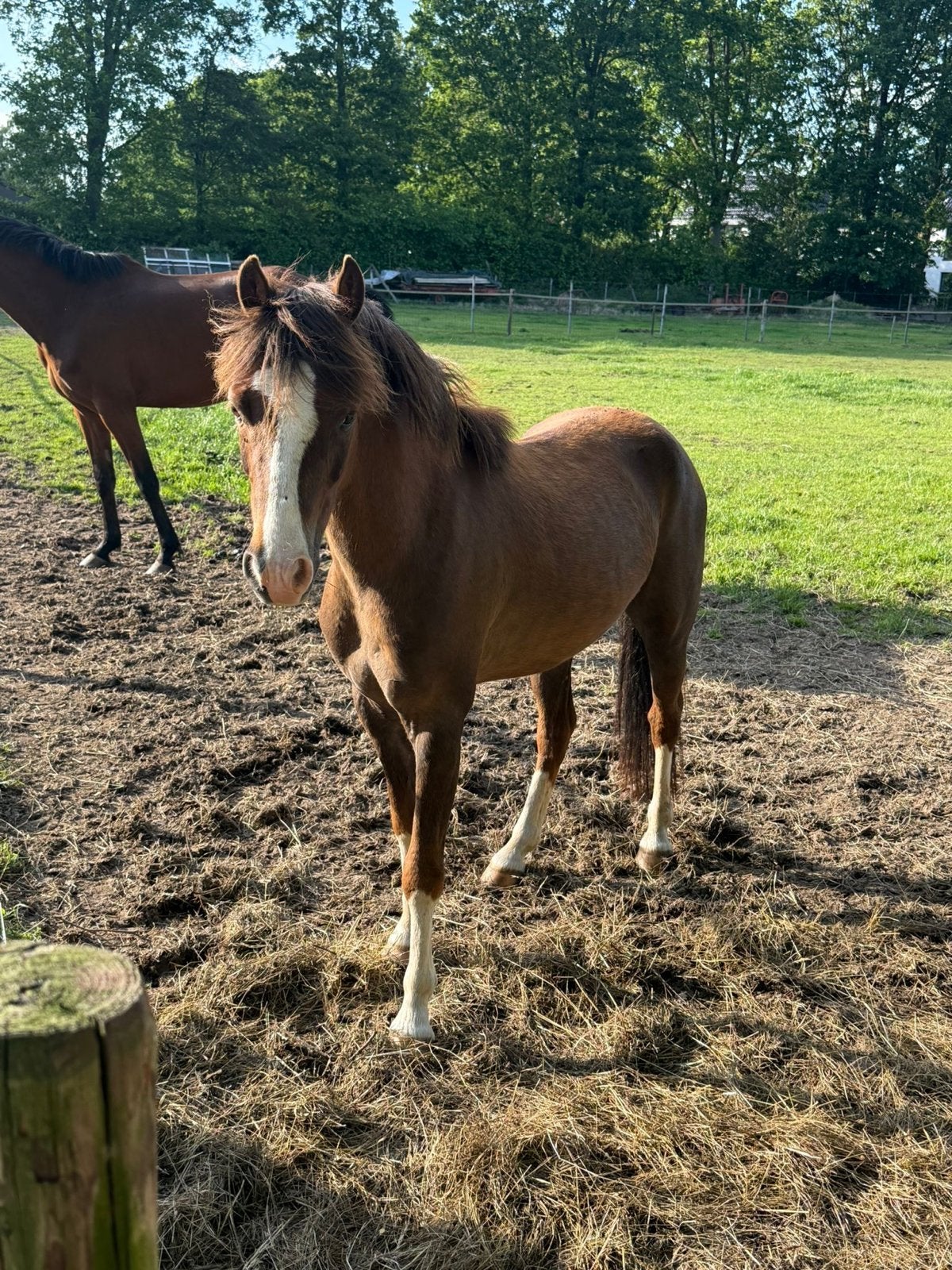 Super leuke b pony, Dieren en Toebehoren, Pony's, Ruin, Ontwormd, 3 tot 6 jaar