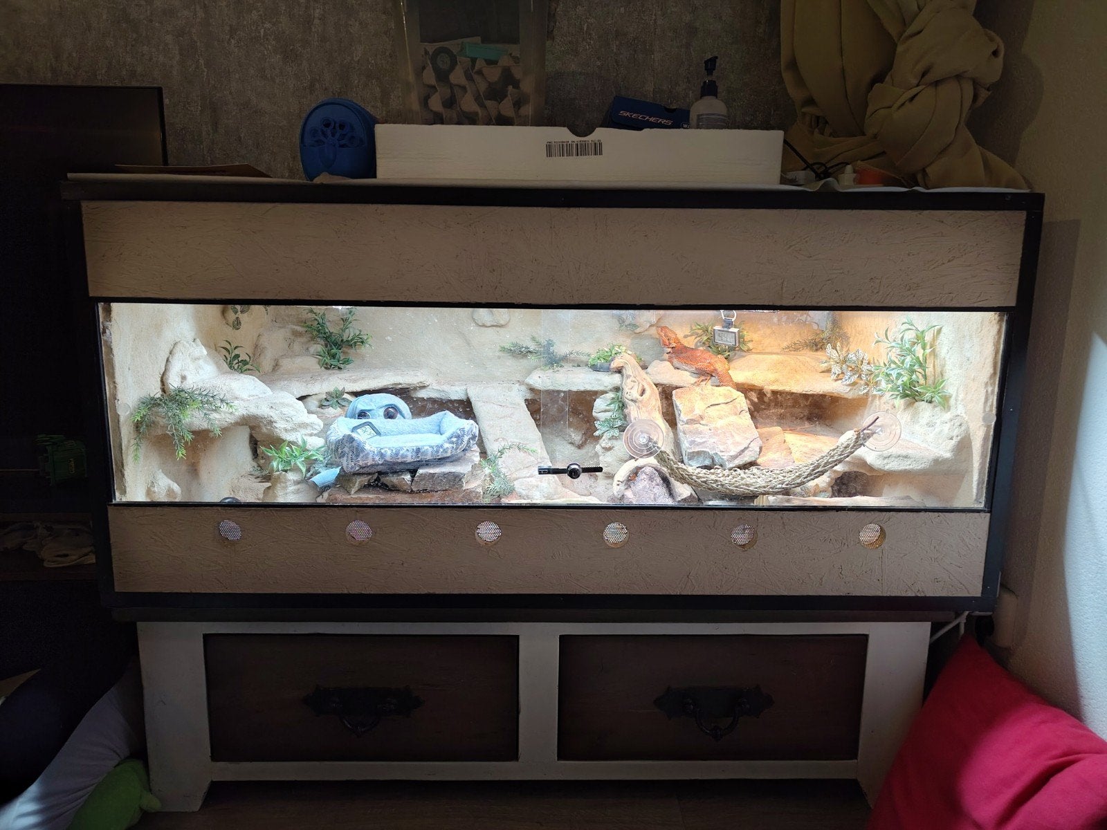 mooi groot terrarium, Ophalen, Terrarium of Paludarium