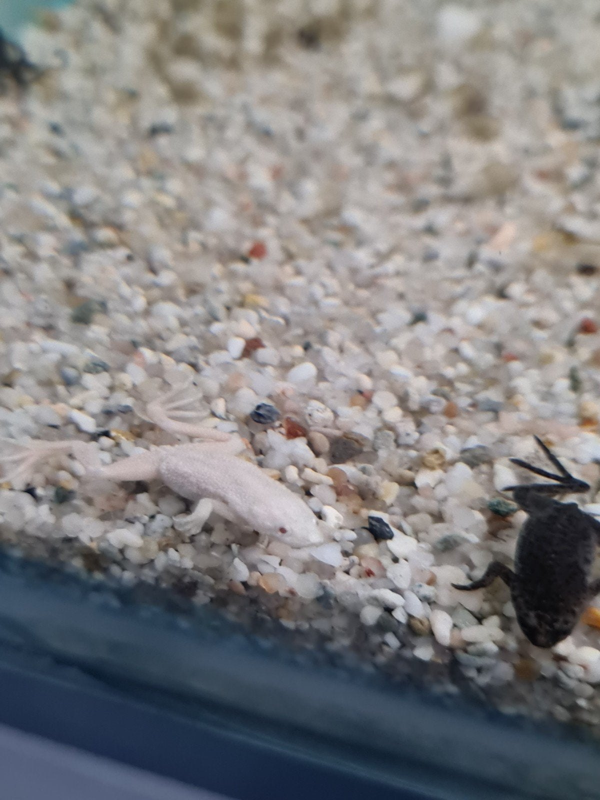 Dwergklauwkikker, Hymenochirus boettgeri Frog photo 3