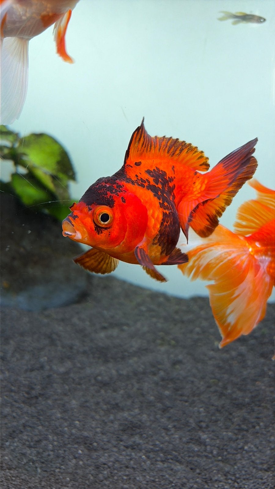 Oranda fancy goldfish, Dieren en Toebehoren, Vis