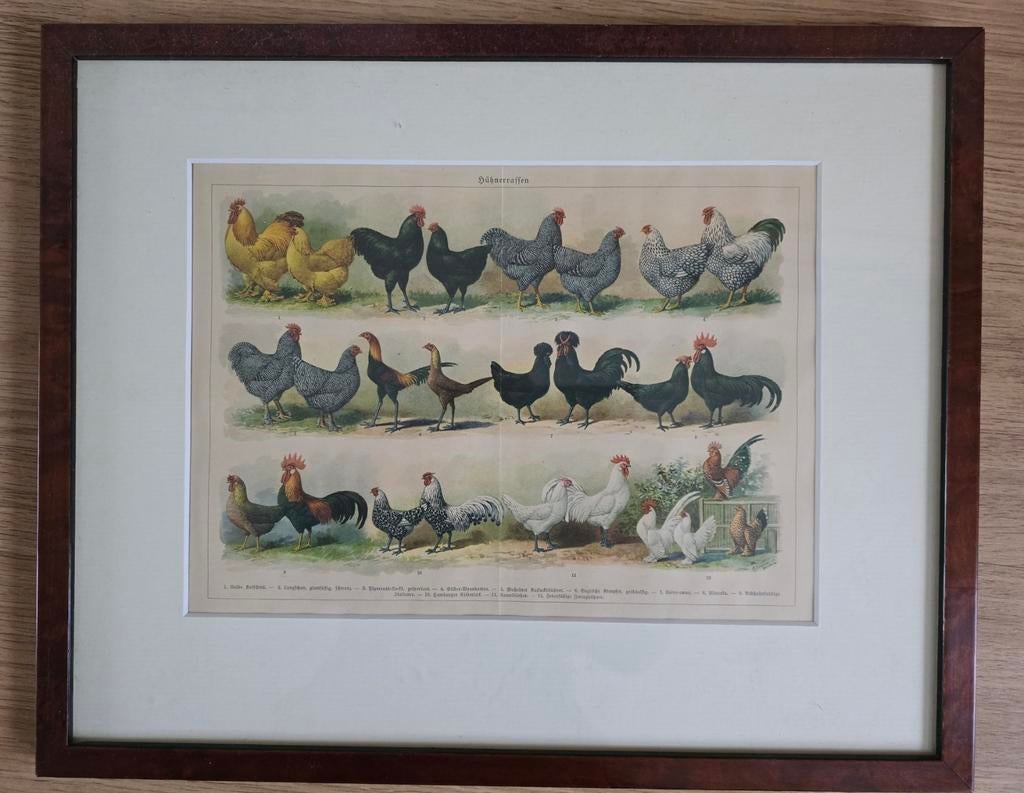 Duitse litho kippen vintage 43 x 35 cm ingelijst, Ophalen