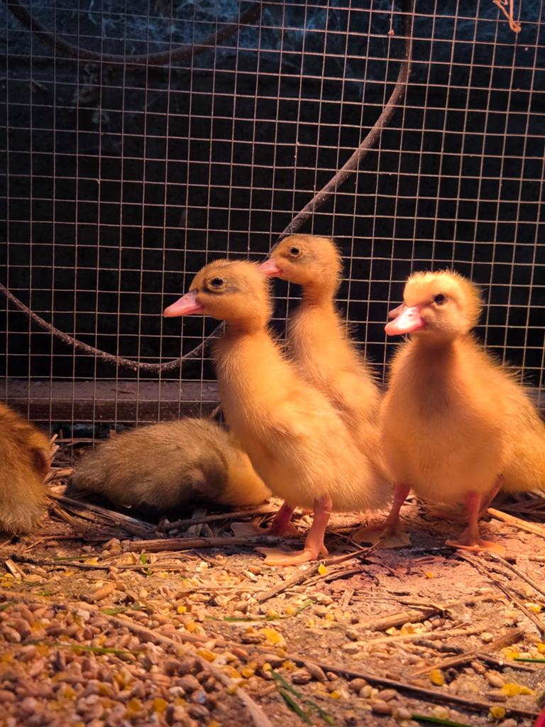 Eenden kuikentjes, Dieren en Toebehoren, Pluimvee, Eend, Meerdere dieren