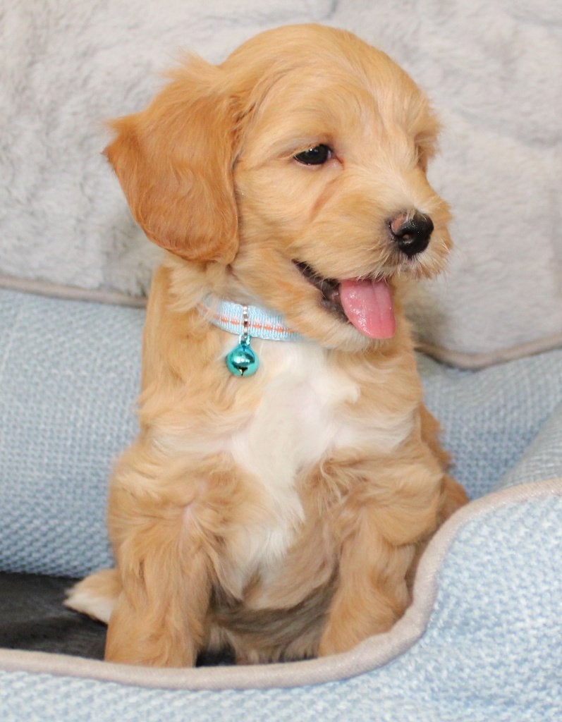 Super mooie Maltipoo pups, Nederland, 8 tot 15 weken, Meerdere, Meerdere dieren