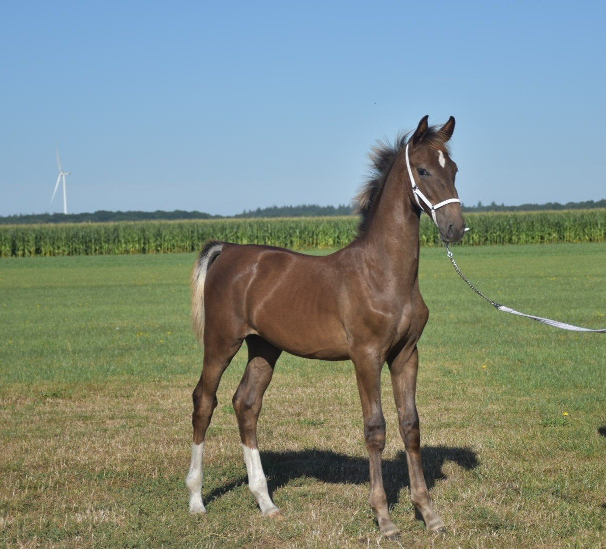 Tekoop: Luxe KWPN Hengstveulen, Dieren en Toebehoren, Paarden, Met stamboom, 0 tot 2 jaar, Hengst, Tuigpaard