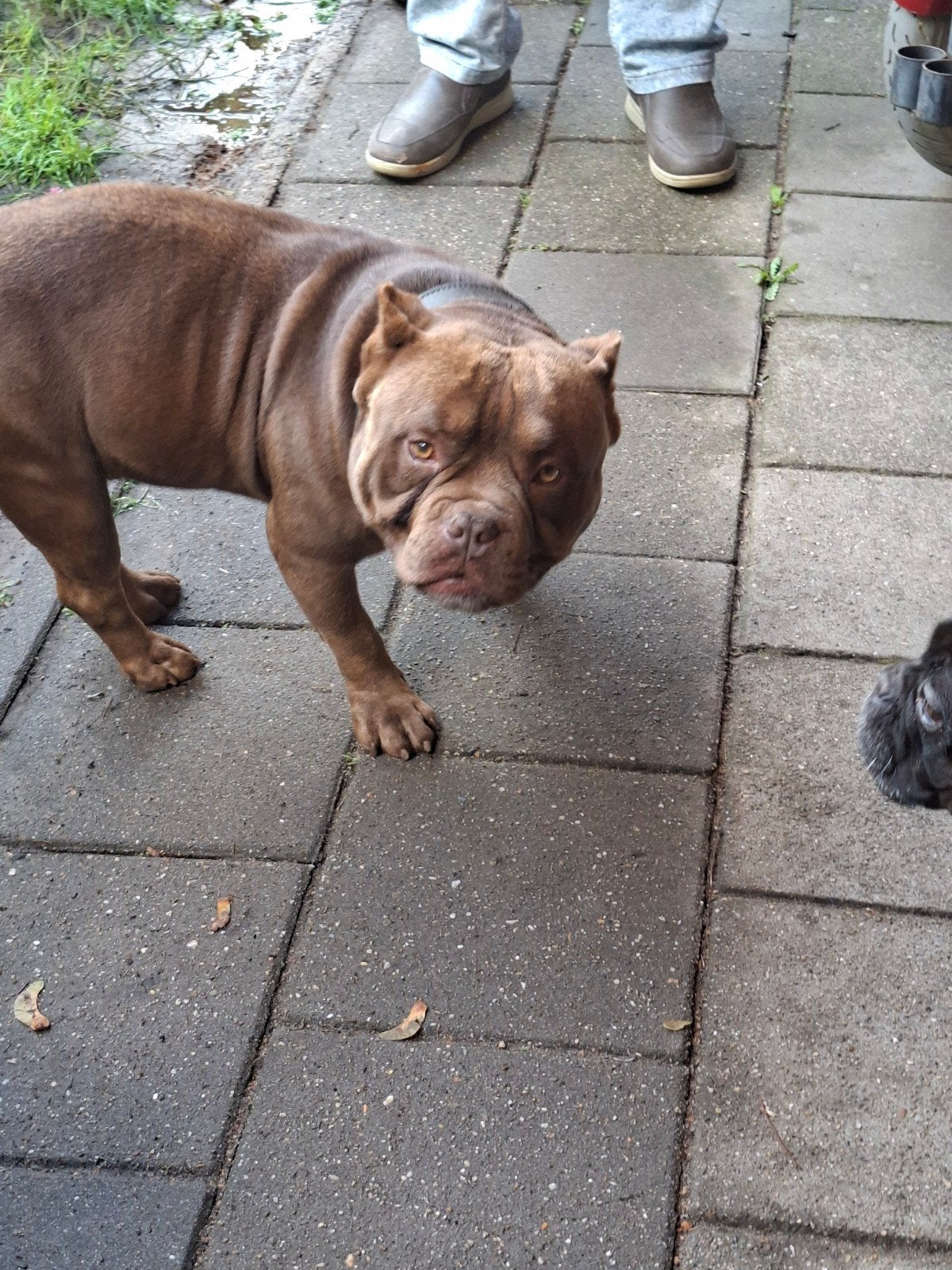bruine stafford, Eén hond, 3 tot 5 jaar, Nederland, Particulier