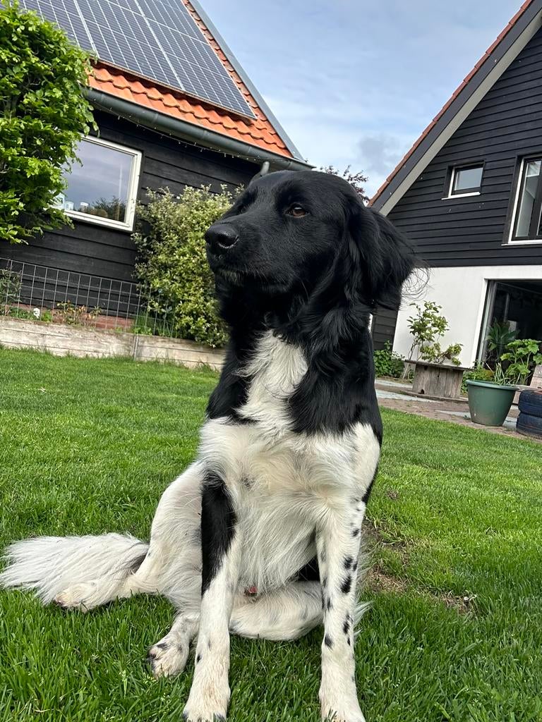 Lieve Friese Stabij reu - 1 jaar, Dieren en Toebehoren, Honden | Retrievers, Spaniëls en Waterhonden, Parvo, 1 tot 2 jaar, Eén hond