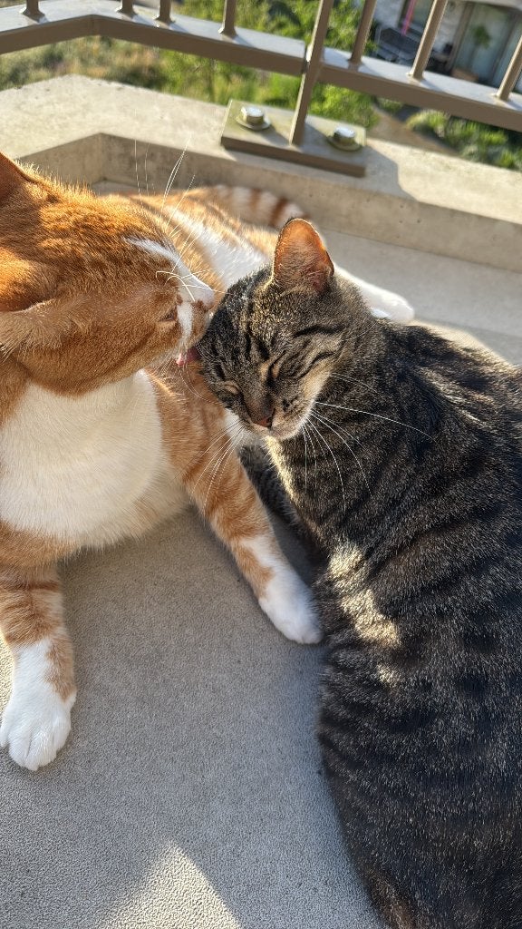 Poes en kater zoekt gouden mandje, Dieren en Toebehoren, Kater, Kortharig