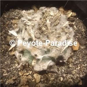 Peyote 15-20 jaar oud met veel wol ! Lophophora williamsii, Huis en Inrichting, Kamerplanten, Verzenden, Minder dan 100 cm, Bloeiende kamerplant