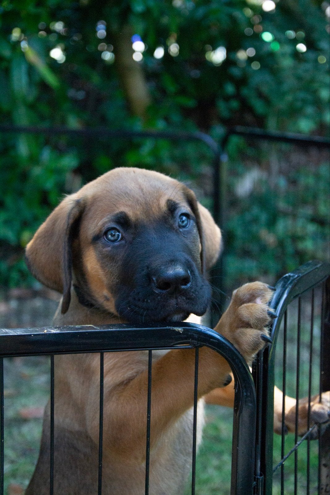 Uniek reutje beschikbaar Boerboel X Rhodesian Ridgeback, Reu, 8 tot 15 weken, Groot, Eén hond