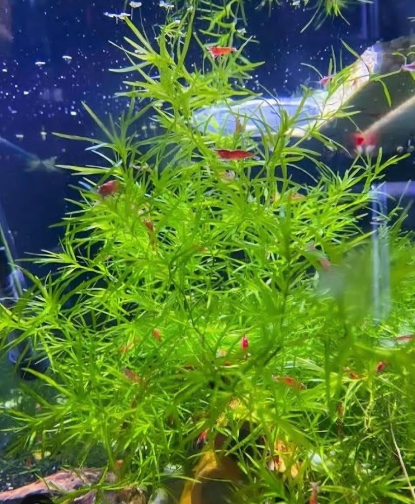 Guppy gras - Najas guadalupensis
Aquarium plant, Ophalen of Verzenden, Plant(en), Steen of Hout