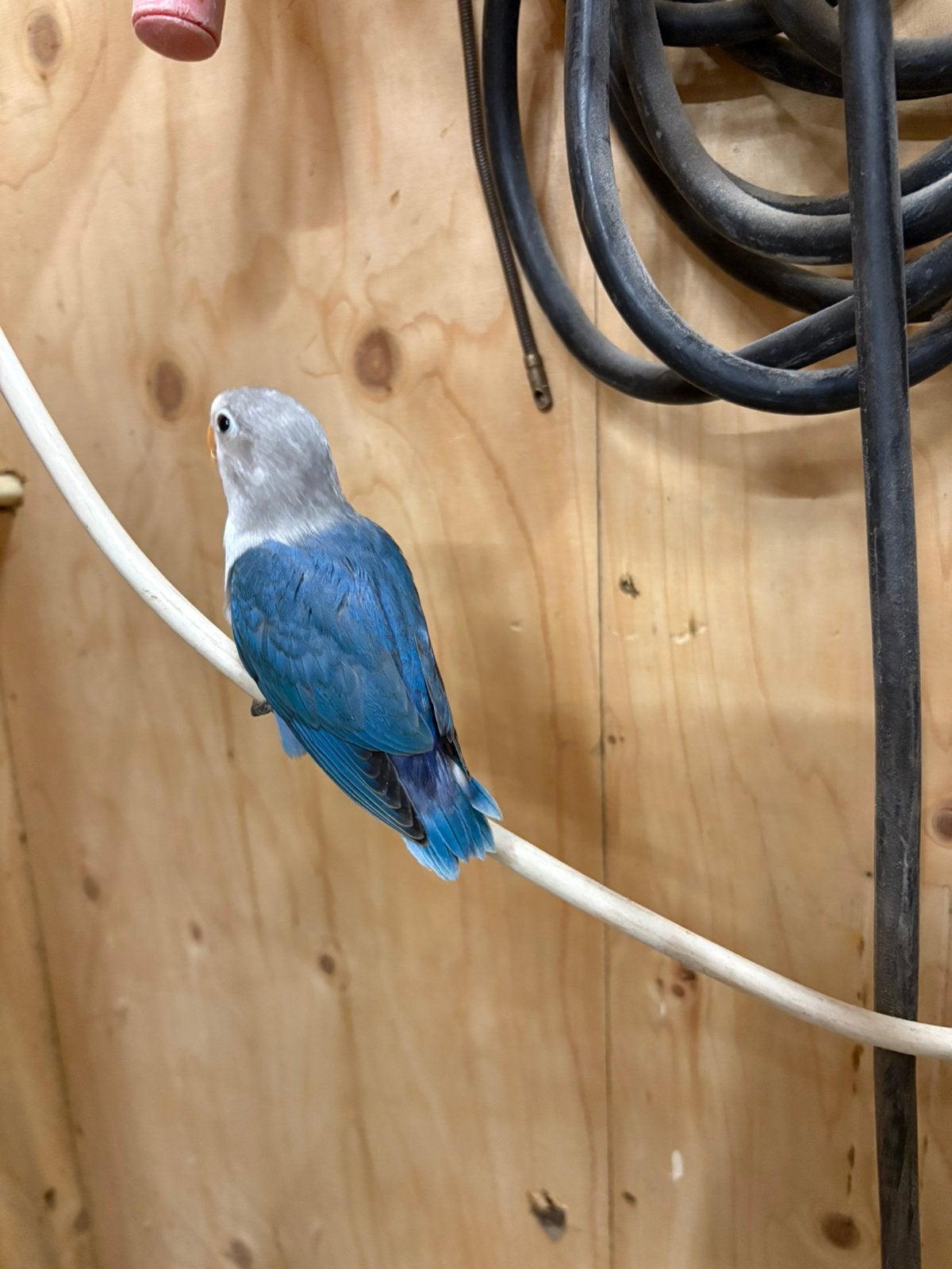 Fischeri turquoise/blauw, Dieren en Toebehoren, Vogels | Parkieten en Papegaaien, Geslacht onbekend, Dwergpapegaai of Agapornis