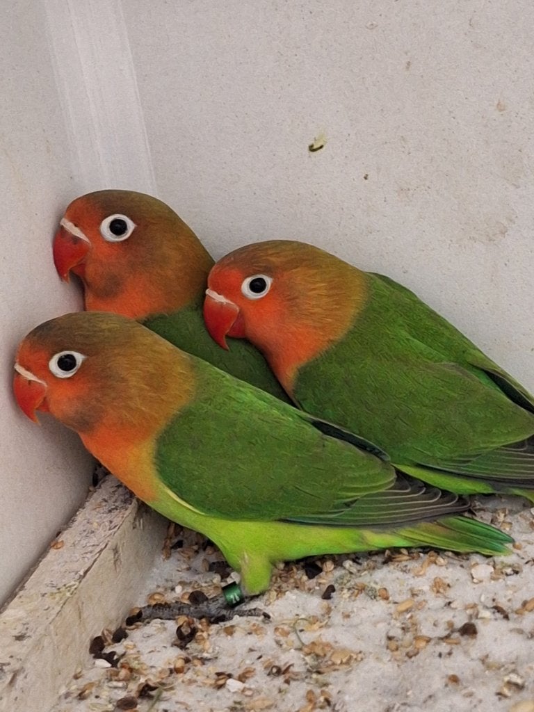 Agapornis Fischeri's, Dieren en Toebehoren, Geslacht onbekend, Dwergpapegaai of Agapornis, Geringd