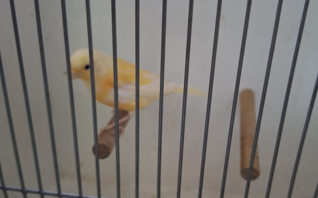 Te koop kanarie man, Dieren en Toebehoren, Vogels | Kanaries, Mannelijk, Kleurkanarie