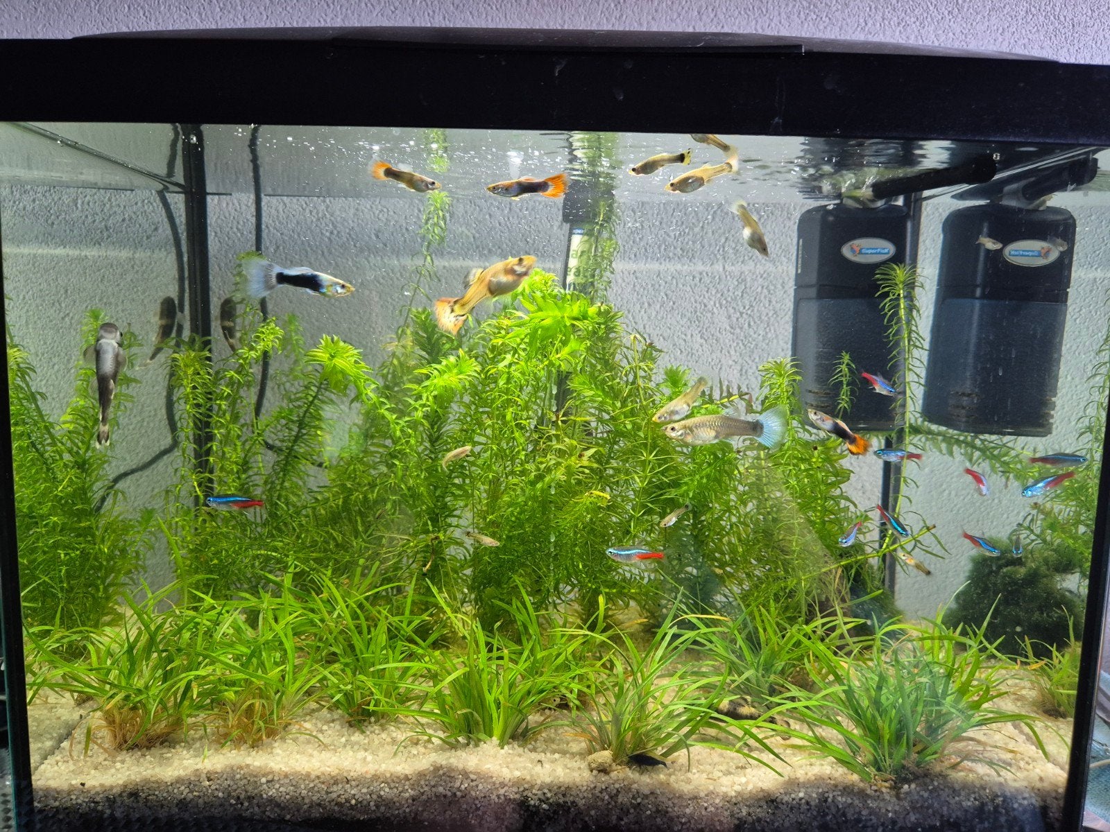 jonge guppy's te koop, Dieren en Toebehoren, Vissen | Aquariumvissen, Vis, Zoetwatervis, Schoolvis
