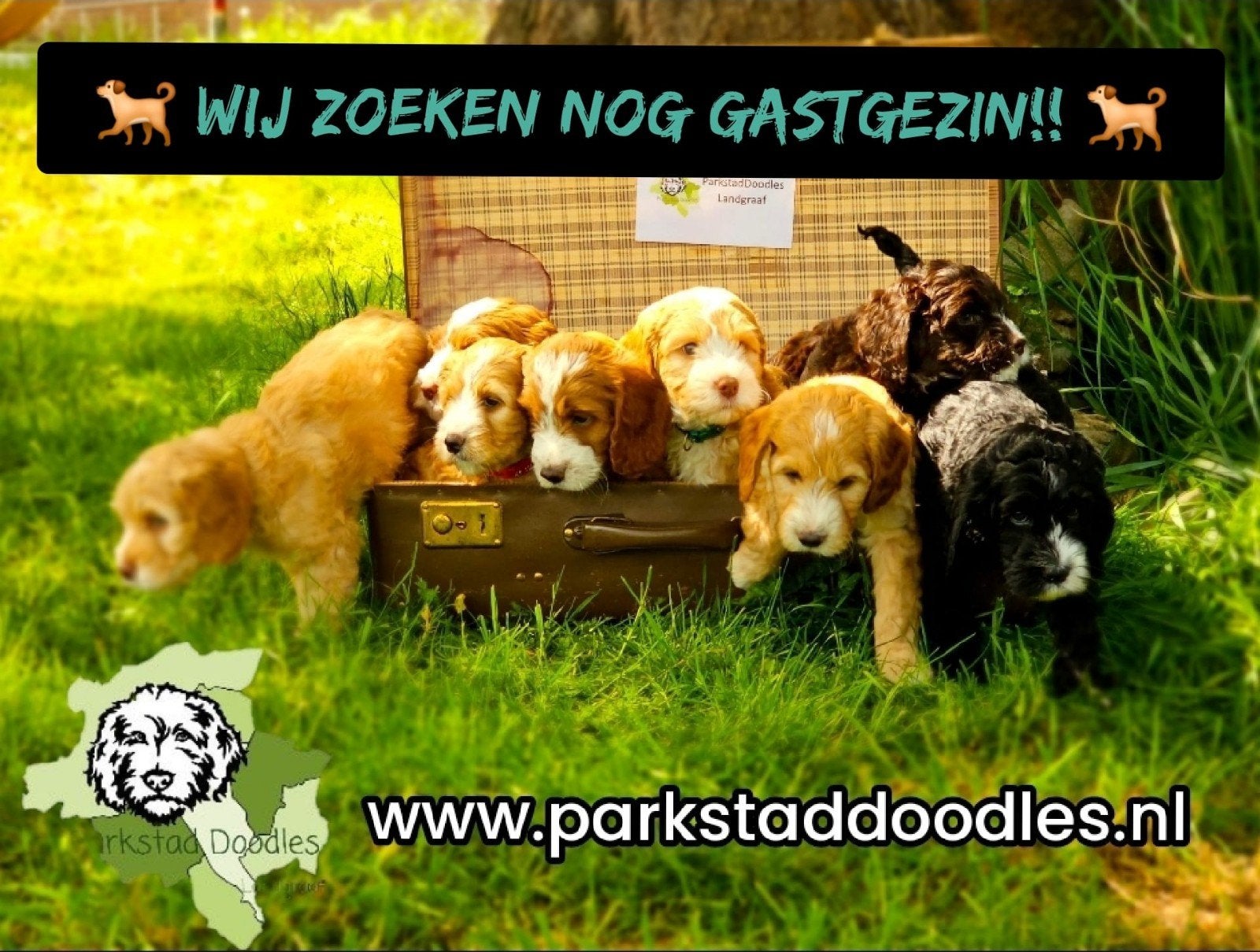 Australian Labradoodle GASTGEZINNEN gezocht LANDGRAAF, Parvo, Nederland, Overige rassen, 8 tot 15 weken