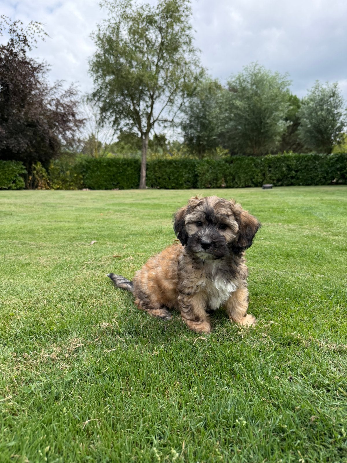 Boompoo (Boomer x Poedel) pups, Dieren en Toebehoren, Honden | Dekreuen, Parvo, Nederland, 8 tot 15 weken, Meerdere