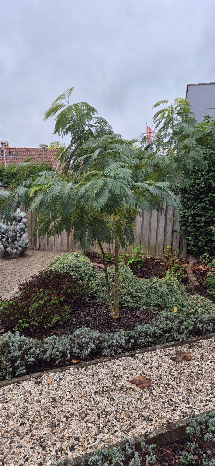 albiza(slaapboom), Tuin en Terras, Ophalen of Verzenden
