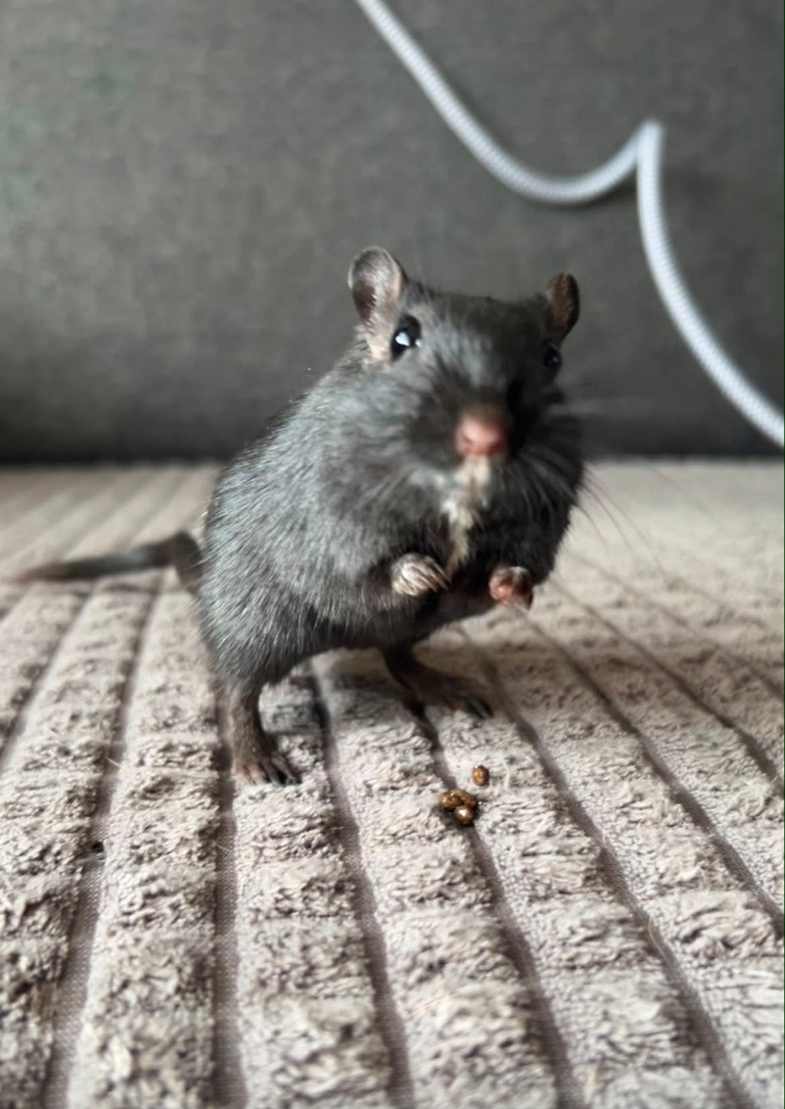 Wie heeft een plekje voor onze lieve jongens, Dieren en Toebehoren, Knaagdieren, Rat, Mannelijk, November, Tam