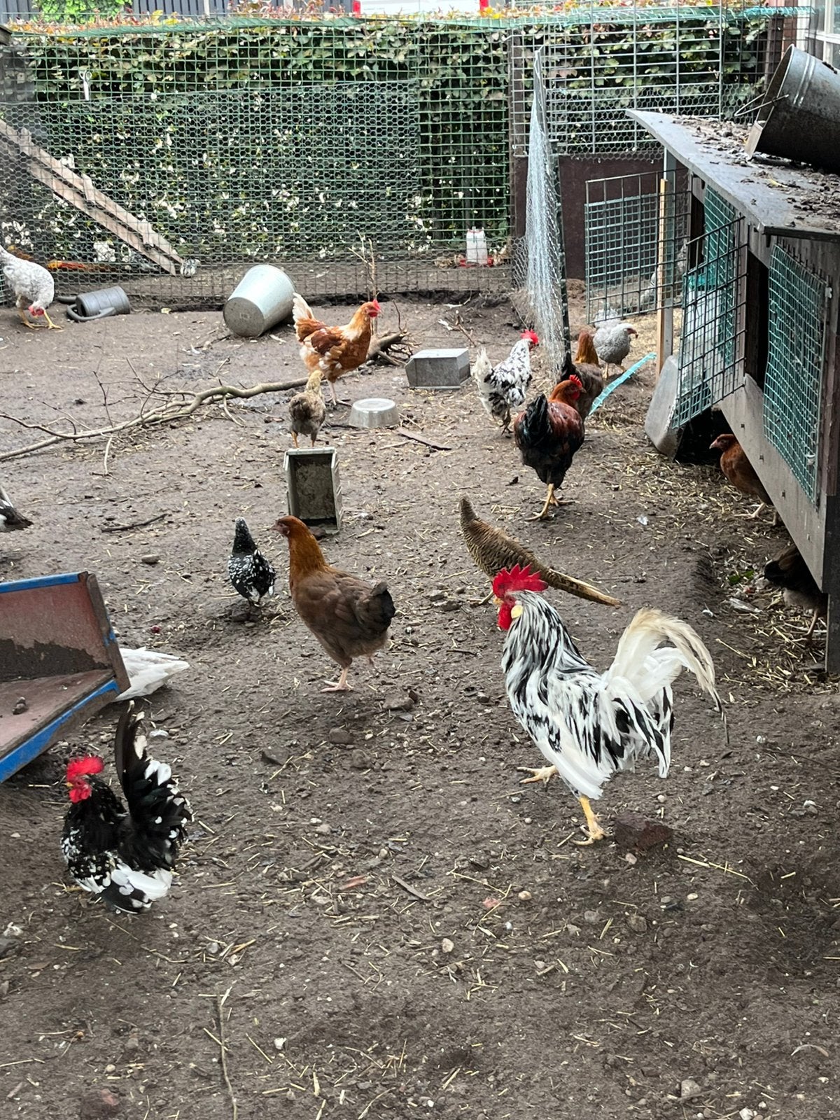 Bonte leghorn, Meerdere dieren, Kip