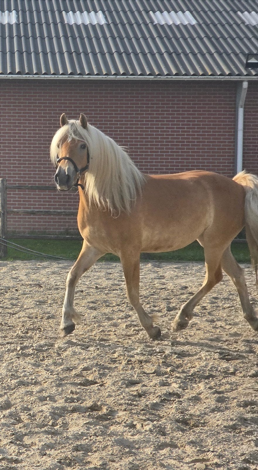 Mooie lieve goed bewegende  haflinger merrie te koop, Merrie