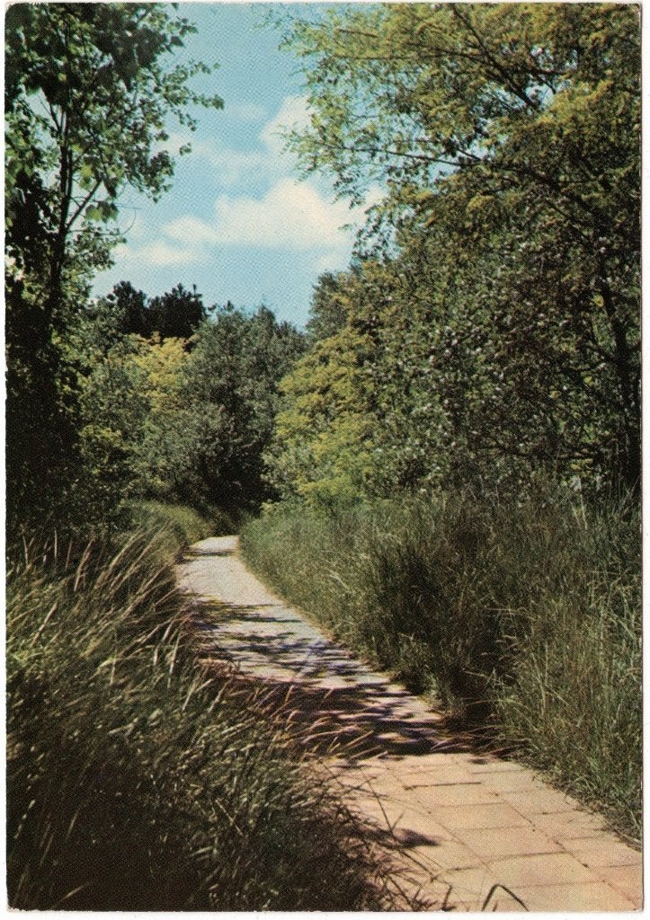 Burgh-Haamstede  Domaniale Bossen, Ophalen of Verzenden, Gelopen, Zeeland