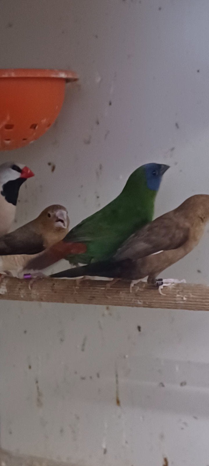 Drie kleur papegaai amadine, Dieren en Toebehoren, Vogels | Overige Vogels, Mannelijk
