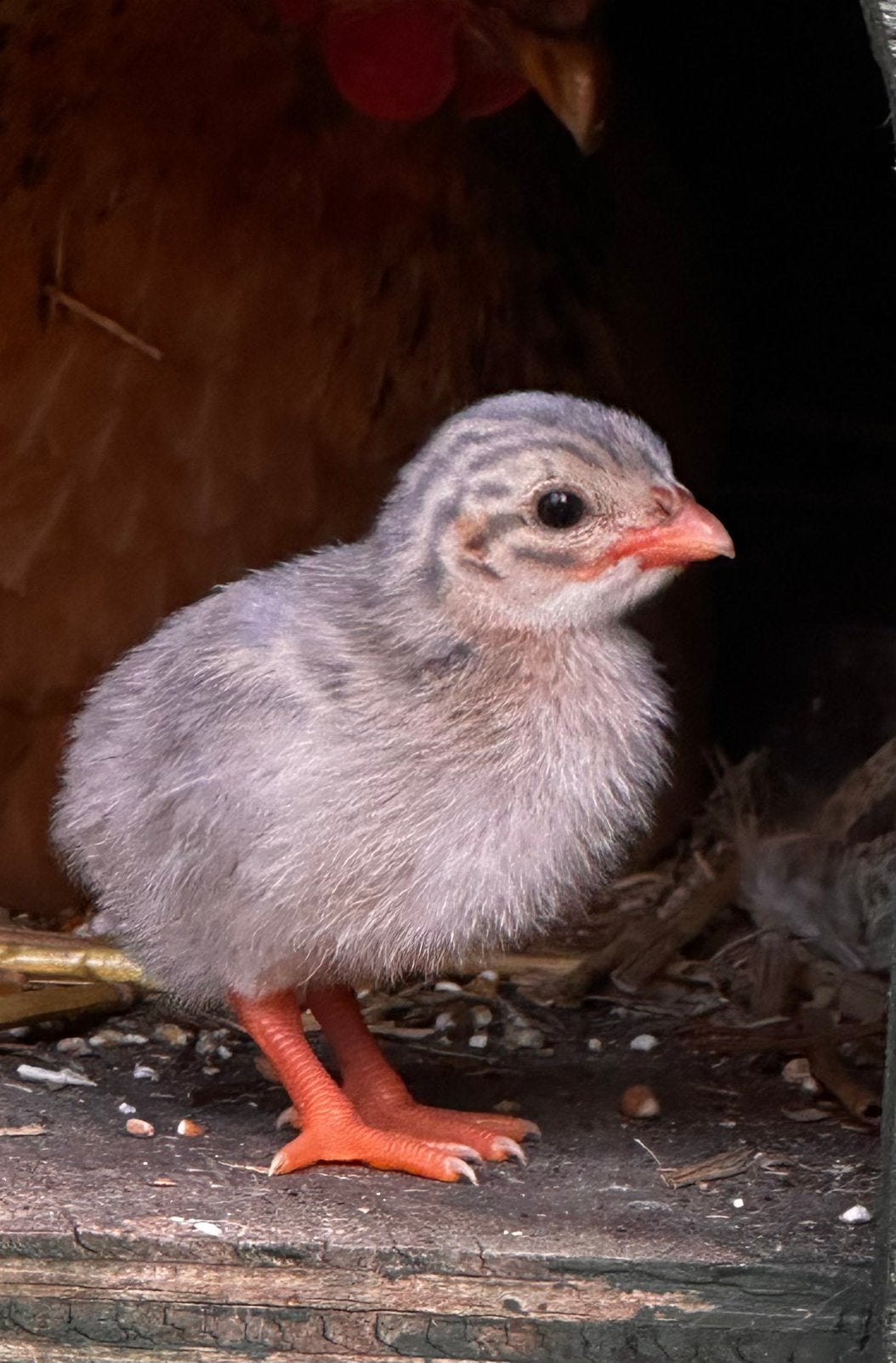 Te koop Parelhoender kuikens wildkleur, Meerdere dieren, Overige soorten