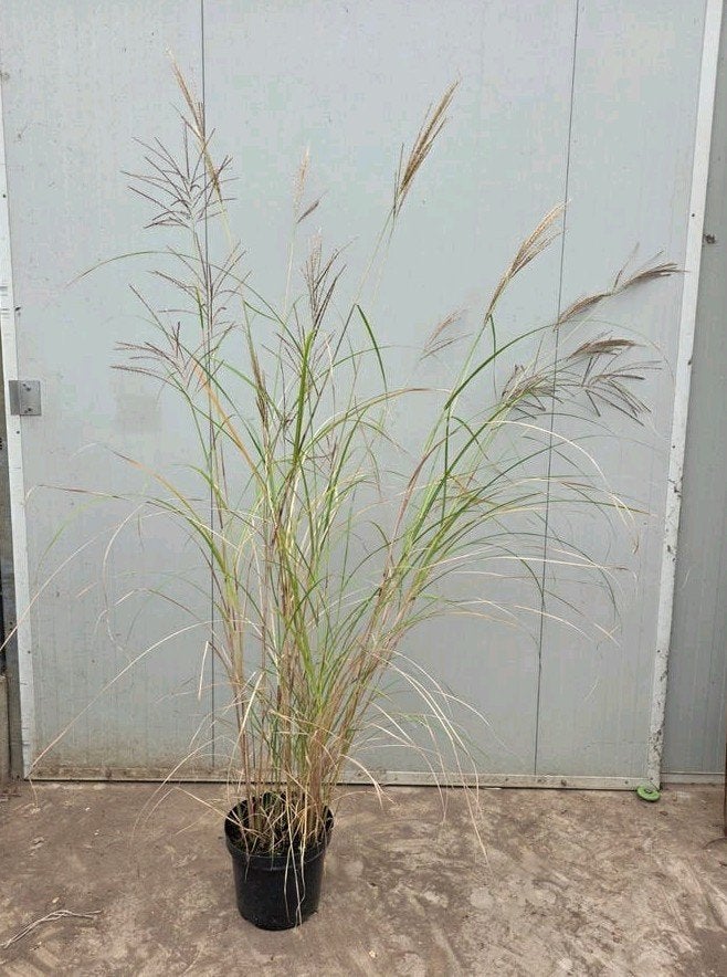 Miscanthus 'Kleine Silberspinne' - Siergras, Ophalen, Volle zon, Vaste plant, Siergrassen