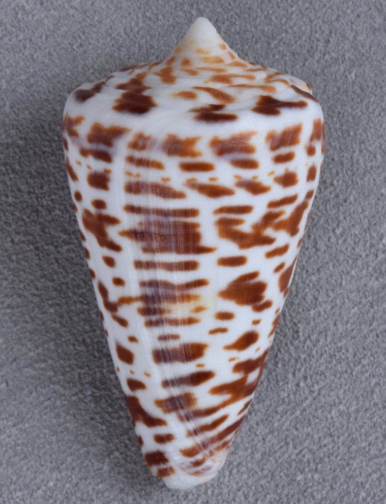 Schelpen: Conus spurius atlanticus 55,5mm (F++/F+++), Verzamelen, Mineralen en Fossielen, Ophalen of Verzenden, Schelp(en)