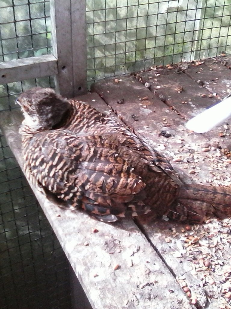 Te Koop; 2 jonge Lady-amherst fazanten., Dieren en Toebehoren, Meerdere dieren, Tropenvogel
