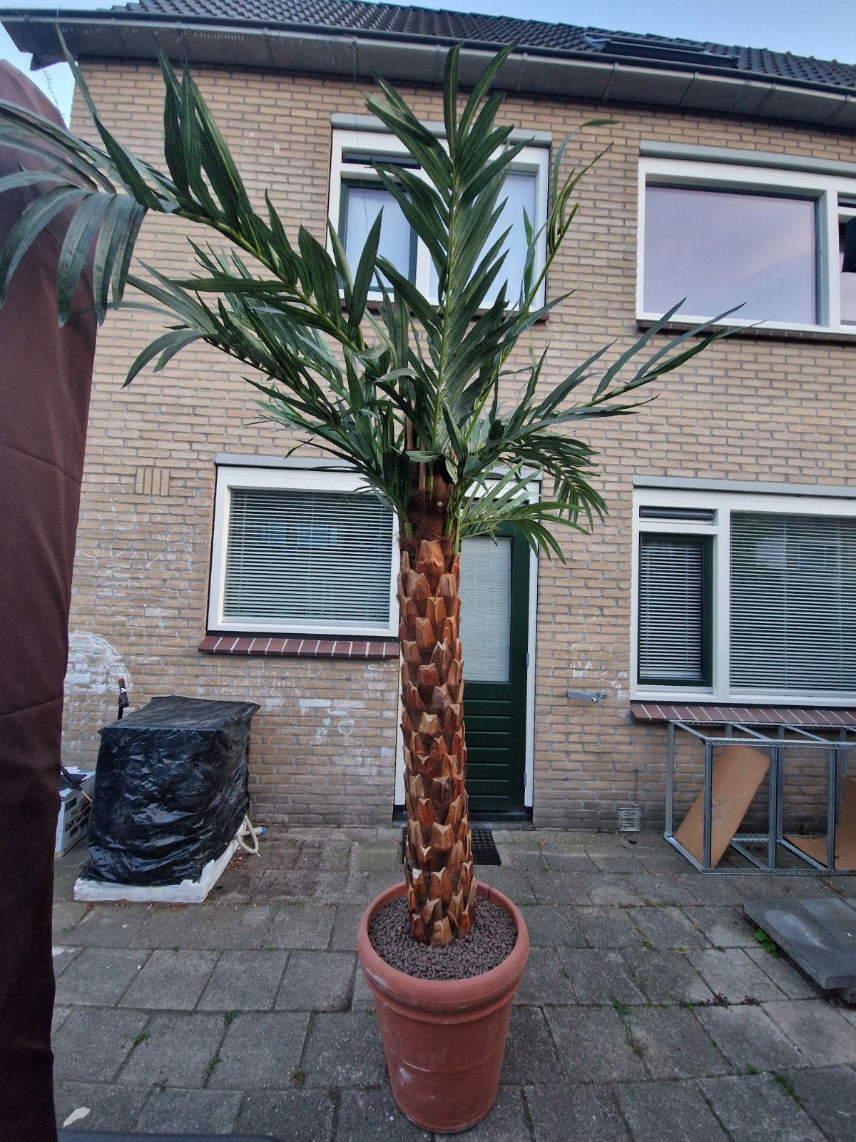 kunst palmboom te koop, Tuin en Terras, Planten | Bomen, Bloeit niet, Halfschaduw, Overige soorten, 100 tot 250 cm