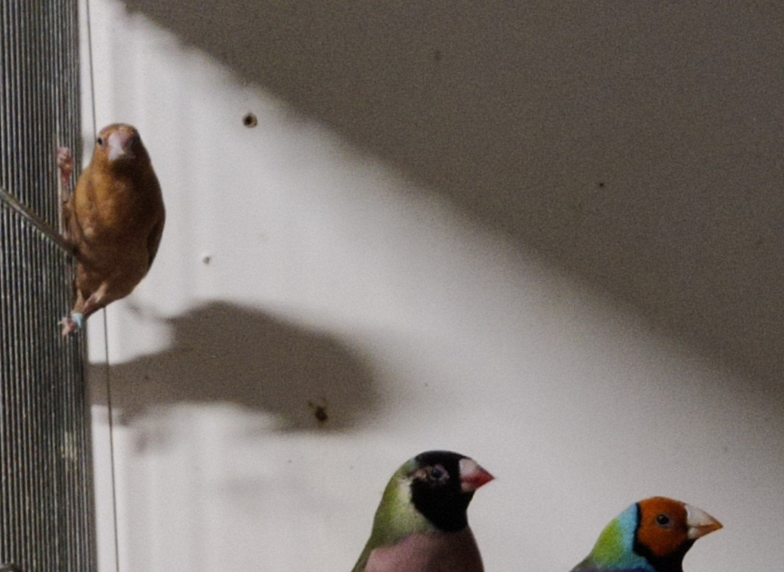 Zilverbekje, Geslacht onbekend, Tropenvogel