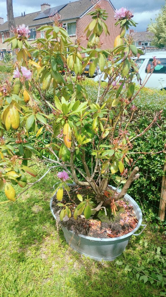 Rododendron - gratis ophalen, zonder teil!, Ophalen, Rhododendron, Struik, 100 tot 250 cm