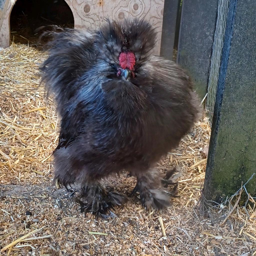 Zijdehoen silkie USA haan, Dieren en Toebehoren, Pluimvee, Mannelijk, Kip