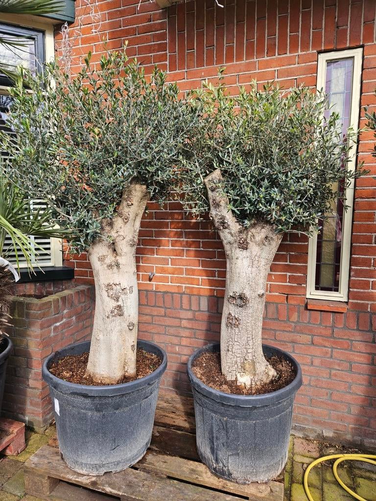 Olijfbomen dikke stam vanaf 125 euro: dit weekend open!, Tuin en Terras, Planten | Bomen, Olijfboom, 100 tot 250 cm, Volle zon