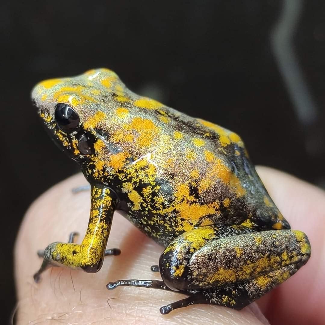 Phyllobates terribilis 'Golddust'