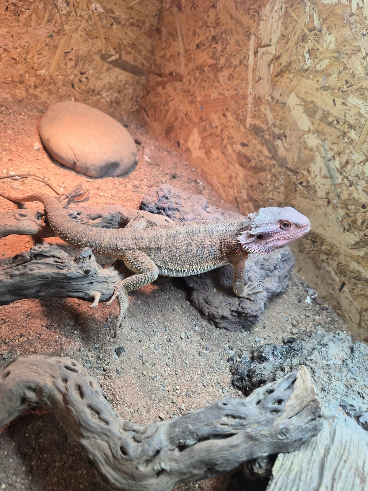 baardagaam, Dieren en Toebehoren, Reptielen en Amfibieën, Overige soorten, Met terrarium, 0 tot 2 jaar