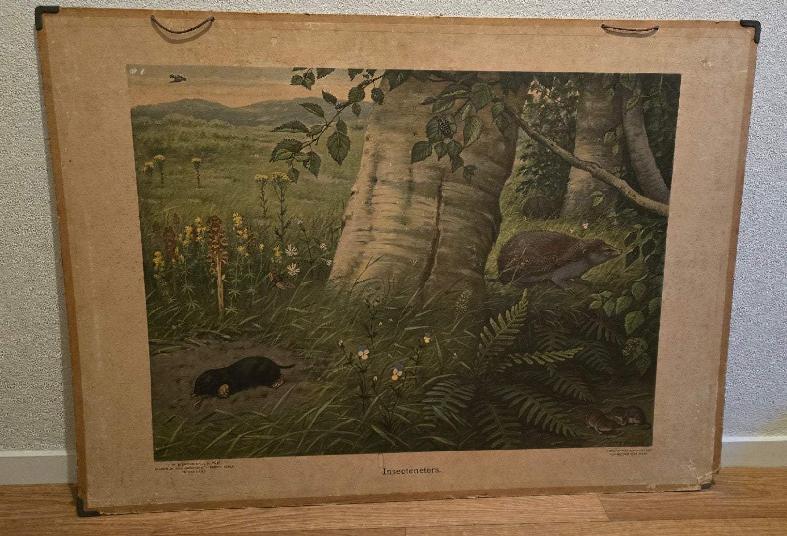 Vintage schoolplaat: Insecteneters & Vissen (dubbelzijdig), Ophalen, Natuur en Biologie