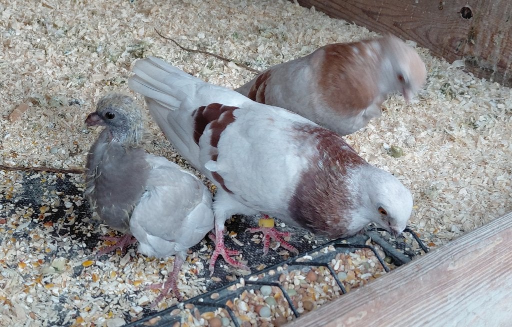 2 koppels Figurata meeuwtjes met jong, Meerdere dieren, Overige soorten