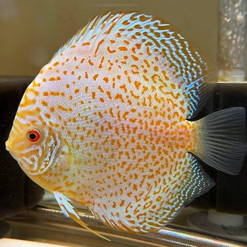 Golden Leopard Discus ca 12 cm- Koidream Valburg
