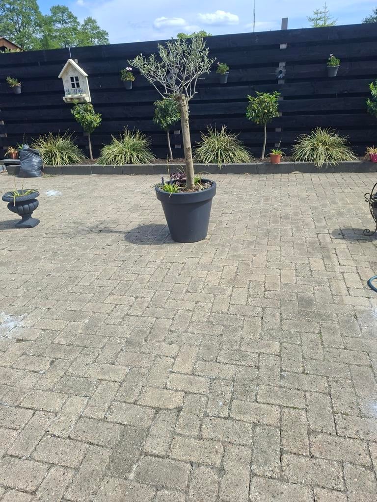 GRATIS straatklinkers (klazieaveen), Volle zon, Lente, 100 tot 250 cm, Overige soorten