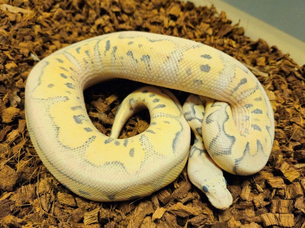 LAST MINUTE HOUTEN DEALS - Diverse koningspythons Ball Python photo 15
