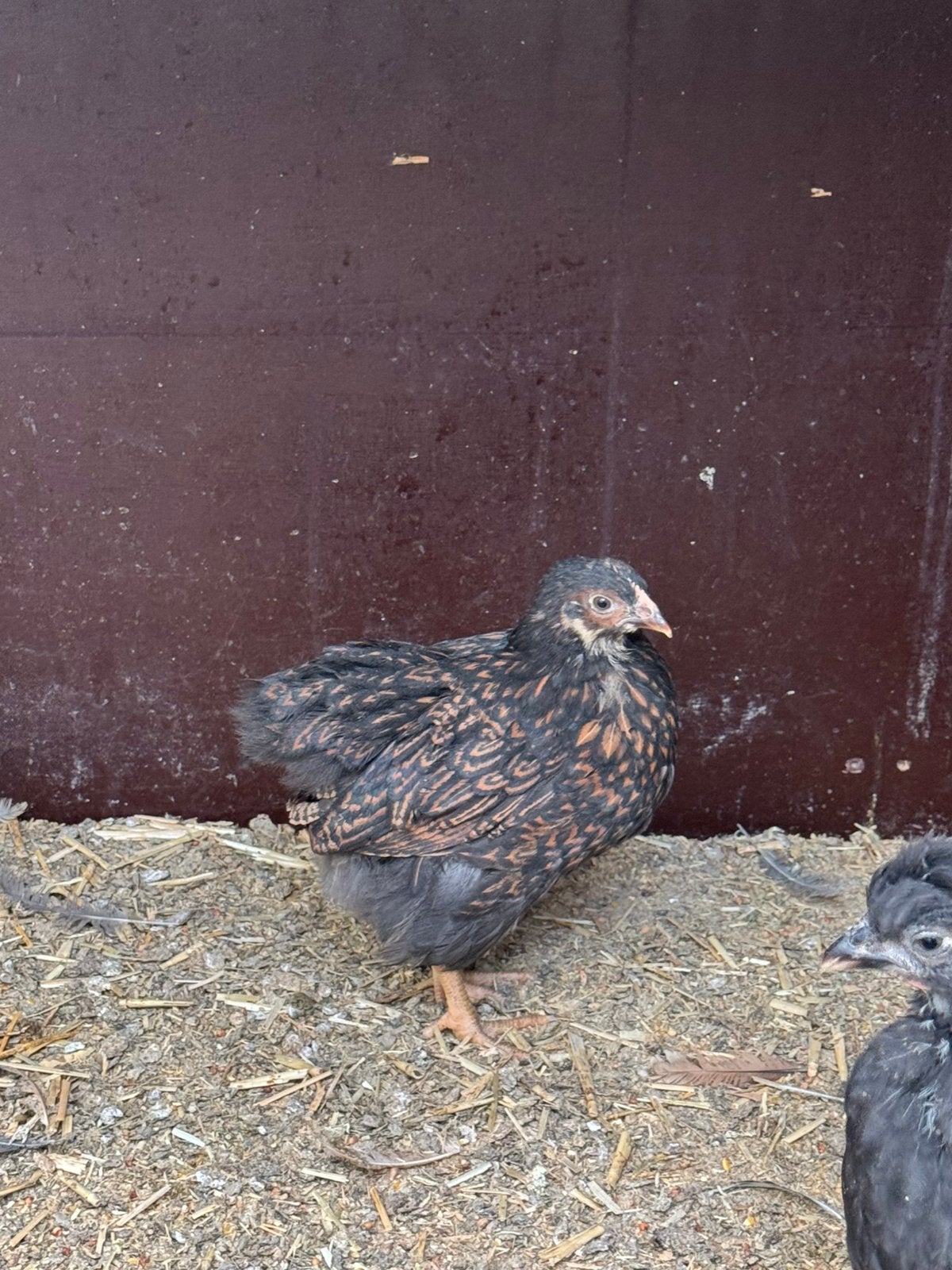 2 jonge Barnevelder hennen., Vrouwelijk, Kip