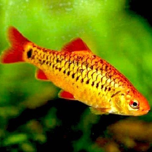 Barbus /Capoeta/ schuberti, Dieren en Toebehoren, Vis, Zoetwatervis, Schoolvis