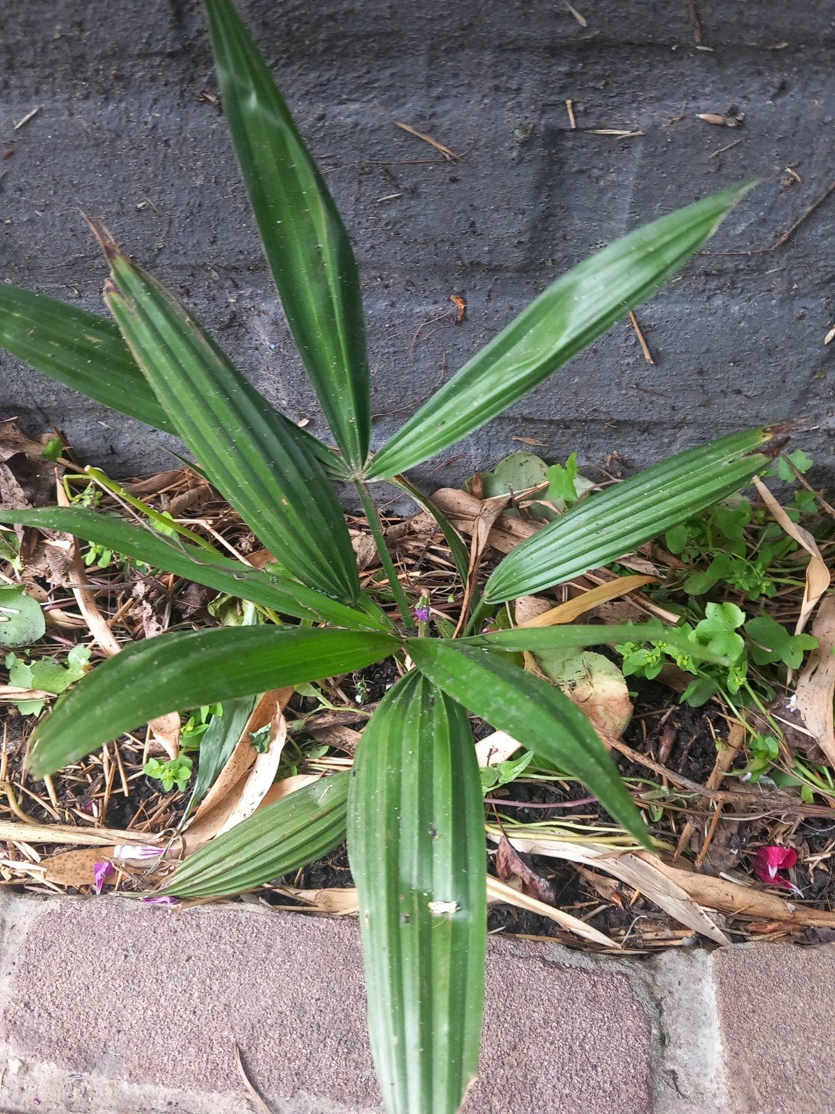 Palm, Ophalen of Verzenden, Overige soorten, Volle zon