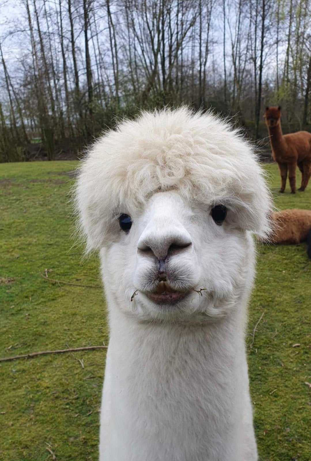 Alpaca (hengst) (Gereserveerd ), Juli, Mannelijk