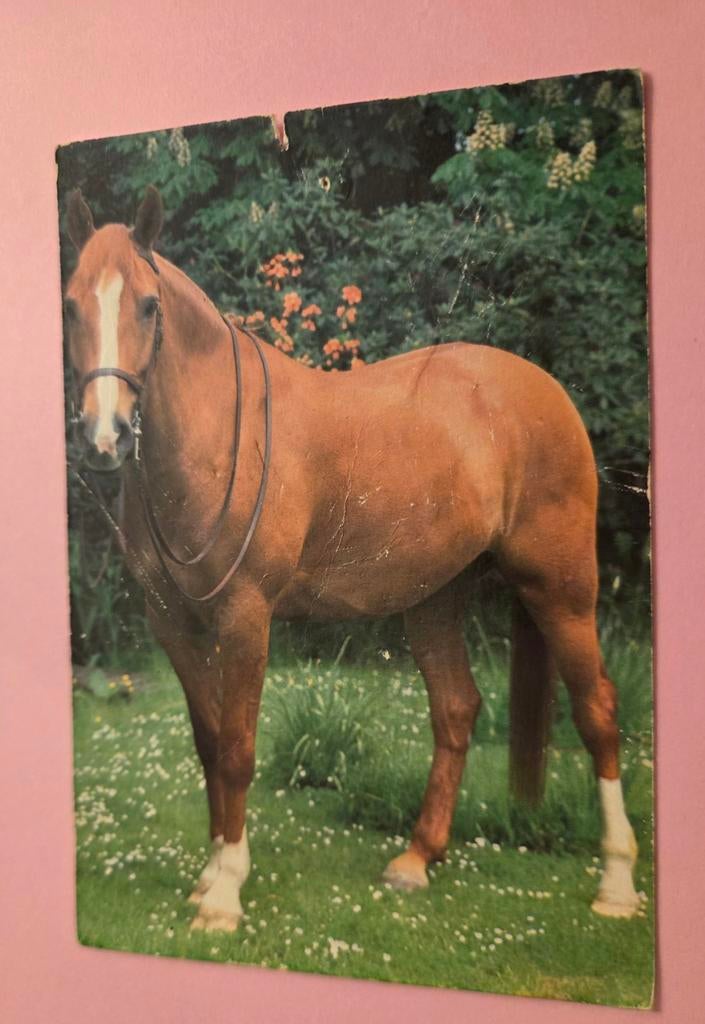 Mooi bruin paard in het gras, Verzenden, Ongelopen, Paard