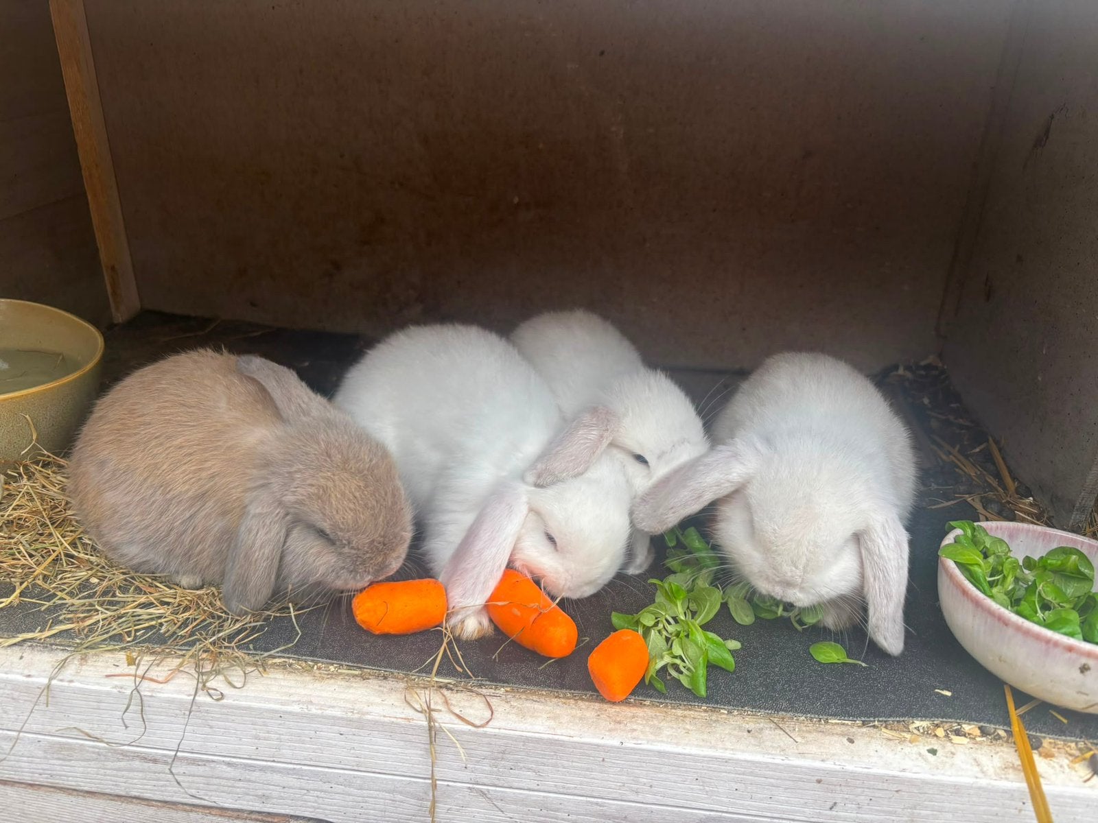 Minilop baby konijnen, Meerdere dieren, Dwerg